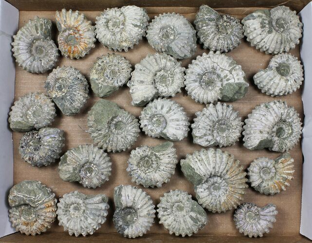 Lot: Kg Bumpy Ammonite (Douvilleiceras) Fossils - pieces #103216